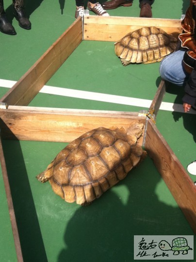 兩隻大盾任影任曬