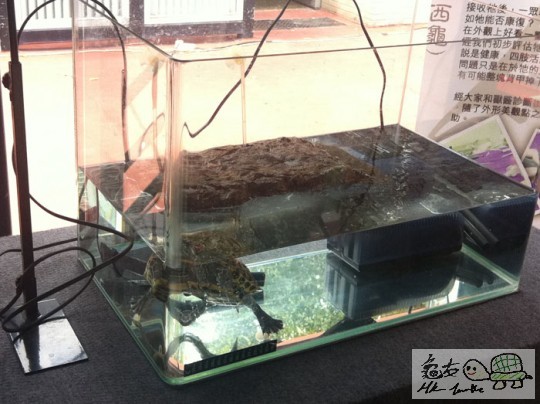 飼養水龜環境展示