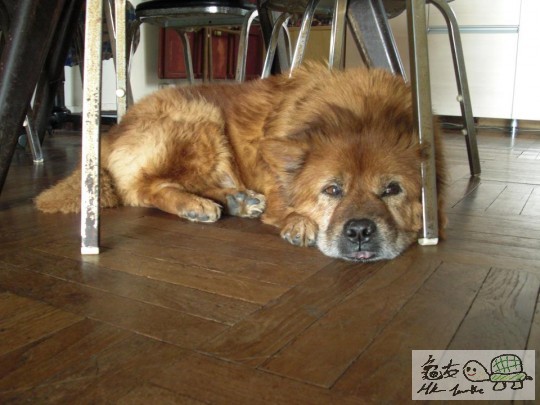 棕棕(啡色)最喜歡在飯枱下睡覺。。。整天都懶洋洋的。。。 