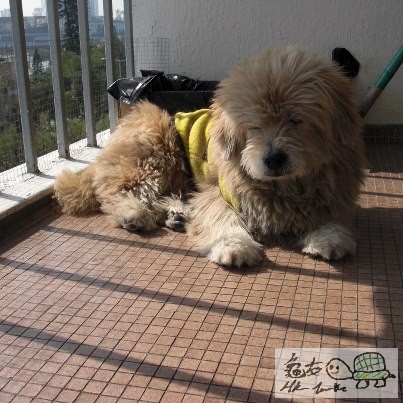 灰灰(白色)則睡無定位，今天在露台邊曬太陽邊睡。。。 