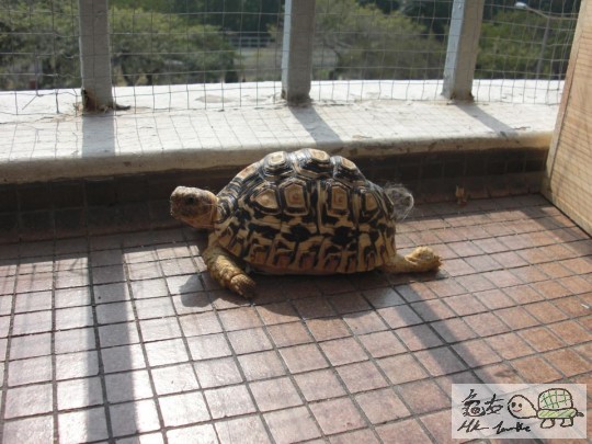 接上圖:豹仔都曬緊