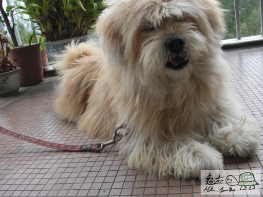 剪毛前的灰灰。