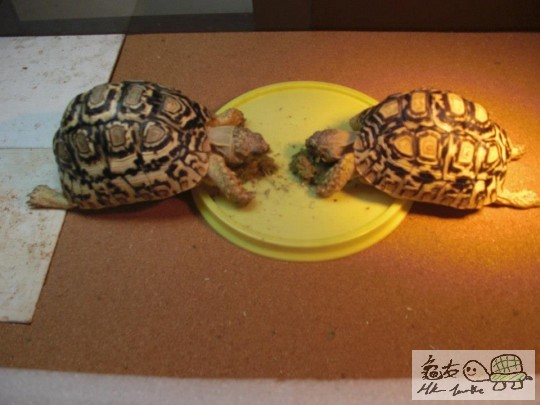 enjoyment of having lunch.jpg