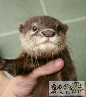 otter02.jpg