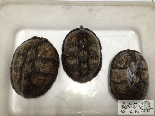 2013-01-26 17.33.16.jpg