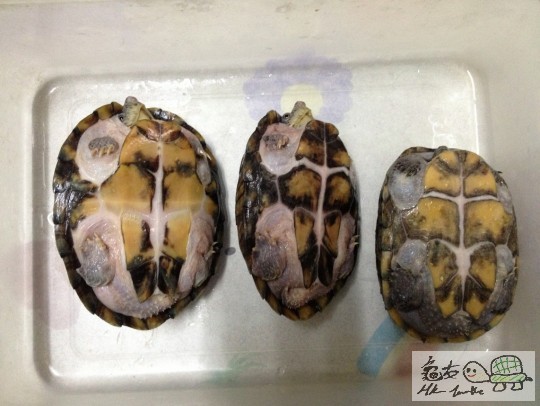 2013-01-26 17.33.49.jpg