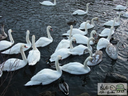 天鵝湖.jpg