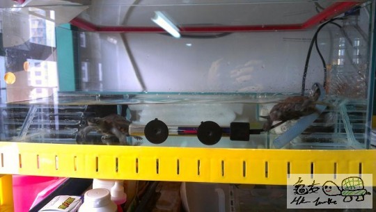 我e個水深8cm要幾大隻先可以落水?