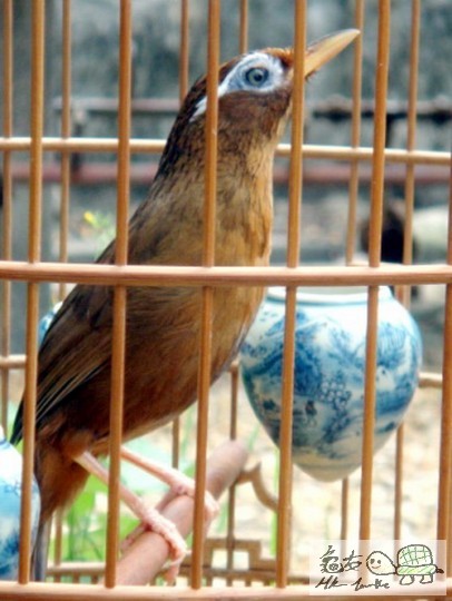 複製 -20101020_ade22a809ab3126abb43OMydu8JuiOgi.jpg.thumb.jpg