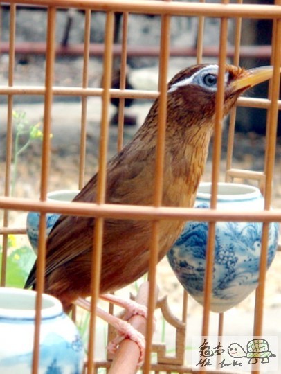 複製 -20101020_999b7743b51736e00786pMrhrS1D39Go.jpg.thumb.jpg