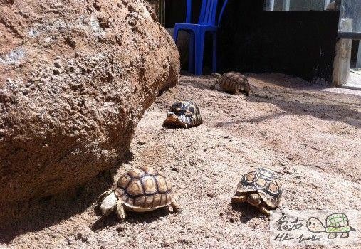 建造龜樂園-室外篇..........................jpg
