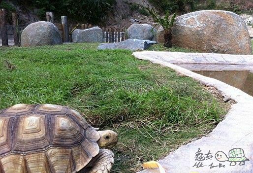 建造龜樂園-室外篇.............................................jpg