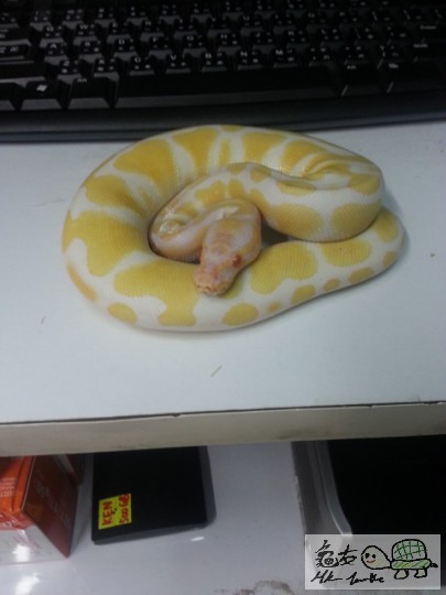 Albino ball3226_2013031712353200_20130317_123532.jpg