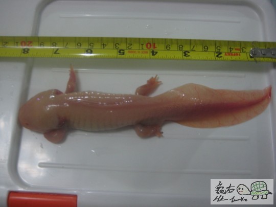 罕有巨龍~8吋長