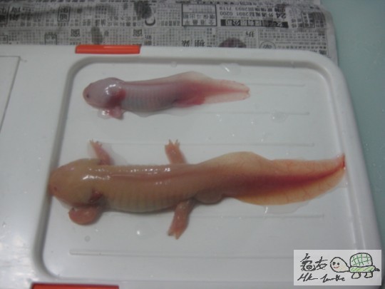 巨龍與小龍分別