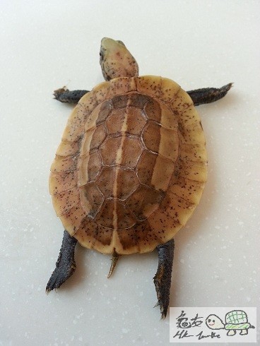 食完o野成手都係香蕉