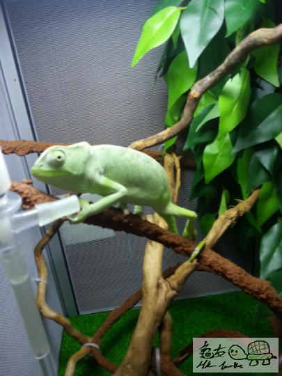 唔聽……我系都爬