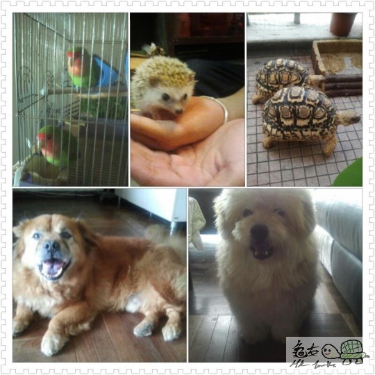 家有愛寵.jpg