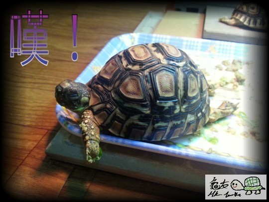 115141gjjzncn9ofgvc1mr.jpg
