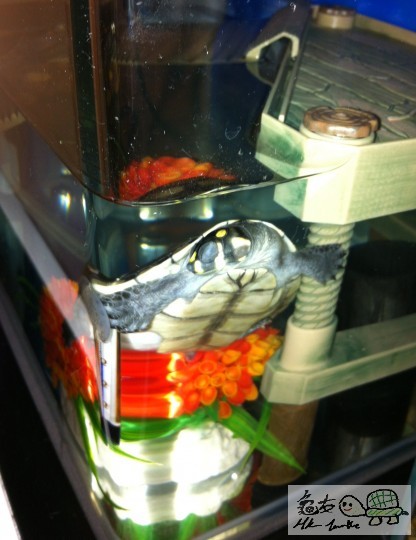 被偷拍訓覺豬樣