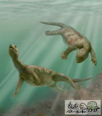 Z_Odontochelys semistestacea.gif