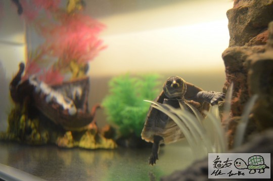 識得望鏡頭～～