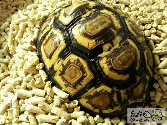 龜龜喜歡挖洞睡覺，因有保暖作用