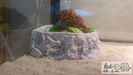 佢心諗: 做咩偷拍我食野!!!