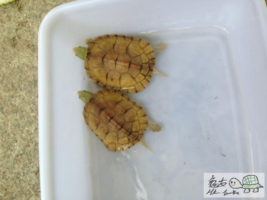 小石金