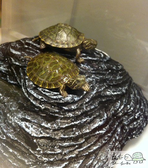 兩隻得意既甜甜圈 !