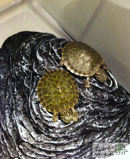 重投水龜行列 !