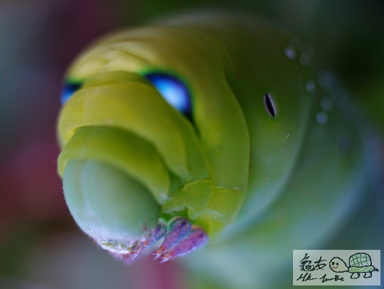 微距近鏡,曾經嚇親好多靚女