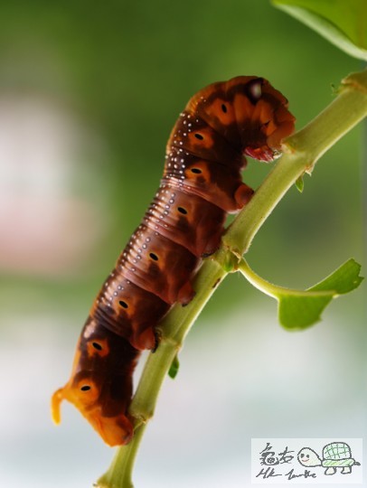 有花碌碌,唔知點解