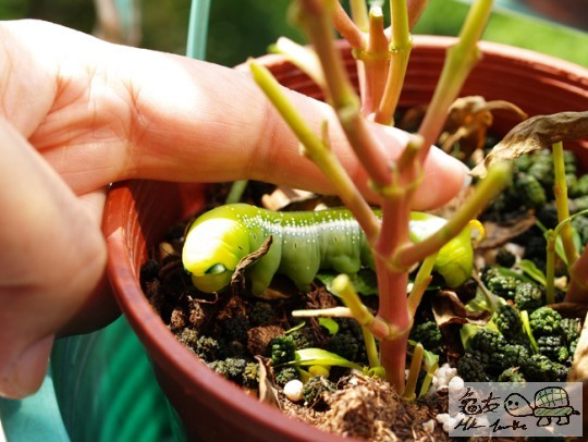 成盆花趙到光禿禿