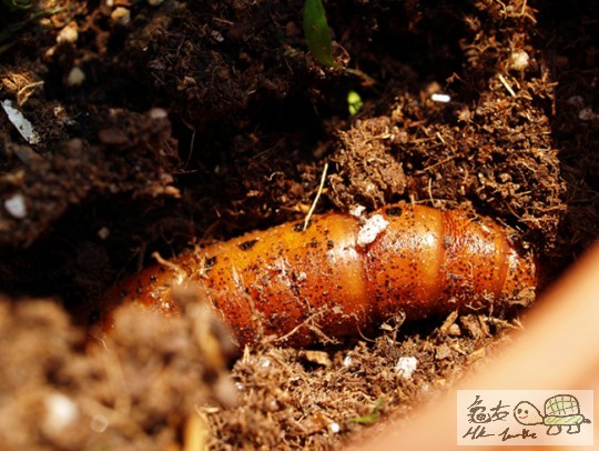 差不多要脫啦,最後睇唔到成蟲,可惜