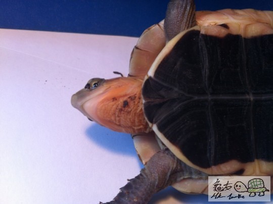 就係呢兩點啦~~