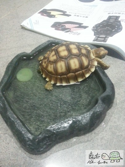 CHING 係咩黎啊???綠色果個係咩黎,,,柯出黎...