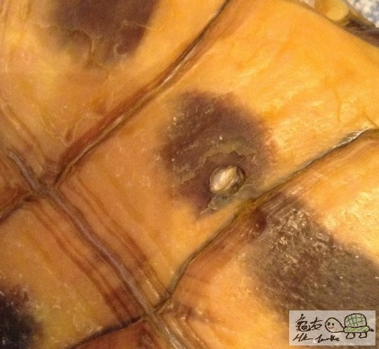 龜板底懷疑生小瘡