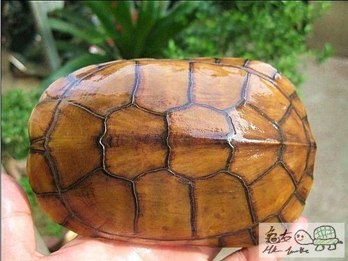 純黃母.jpg