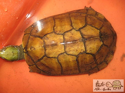 天殘強公.jpg