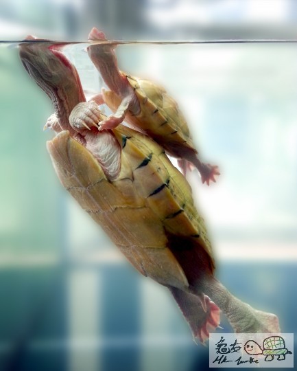 鐵達尼之 You Jump I Jump