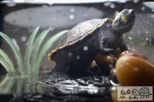 我家的“戇龜龜”～～＊