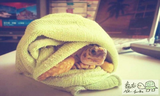 阿拉伯少女：龜卜度拉