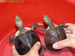 右邊係黃緣雜草