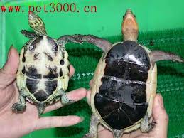 左邊係黃緣雜草.右邊係黃緣