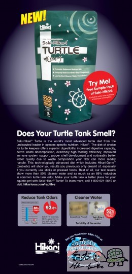 SakiHikariTurtle-REPTILES.jpg