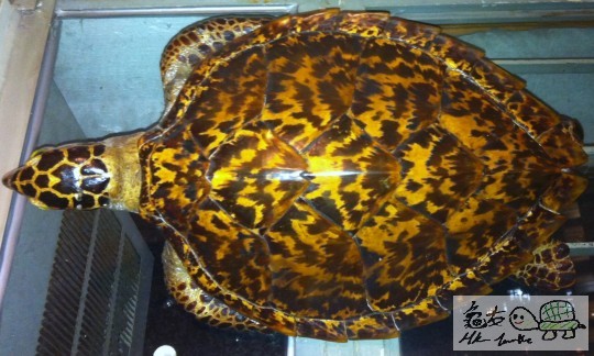 亞爺留低~!有價無市~!