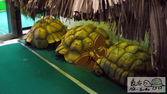 三隻超大盾臂龜好似拍車咁