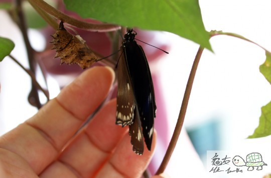 黑毛蟲10.jpg