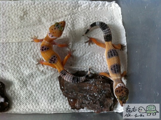 $150/1 兩個月大, 左面果條售出